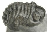 Two Detailed Phacopid (Adrisiops) Trilobites - Jbel Oudriss, Morocco #222417-4